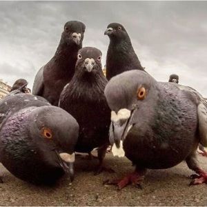 Meet your Posher, Eva